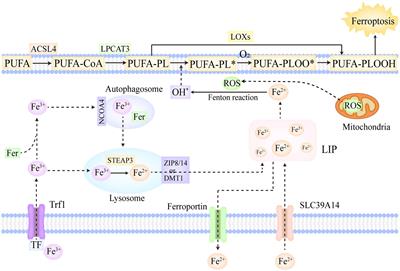 Ferroptosis in non-alcoholic liver disease: Molecular mechanisms and therapeutic implications